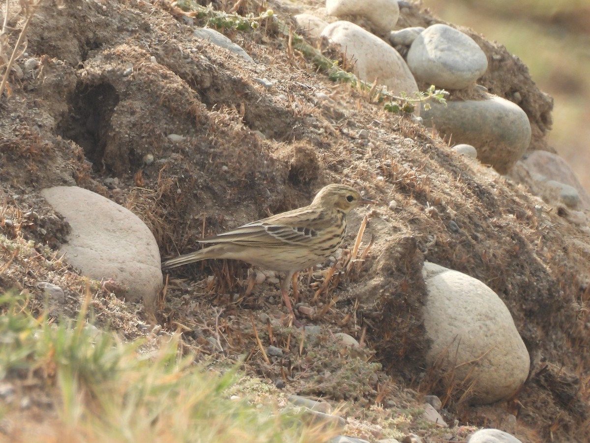 Pipit des arbres - ML644135402