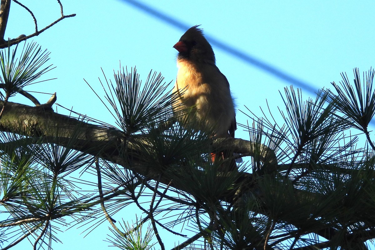 Northern Cardinal - ML644135403