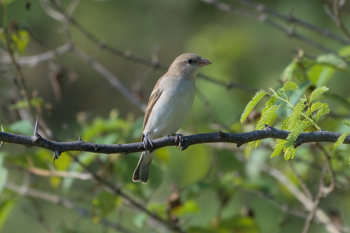 Moineau à gorge jaune - ML644135404