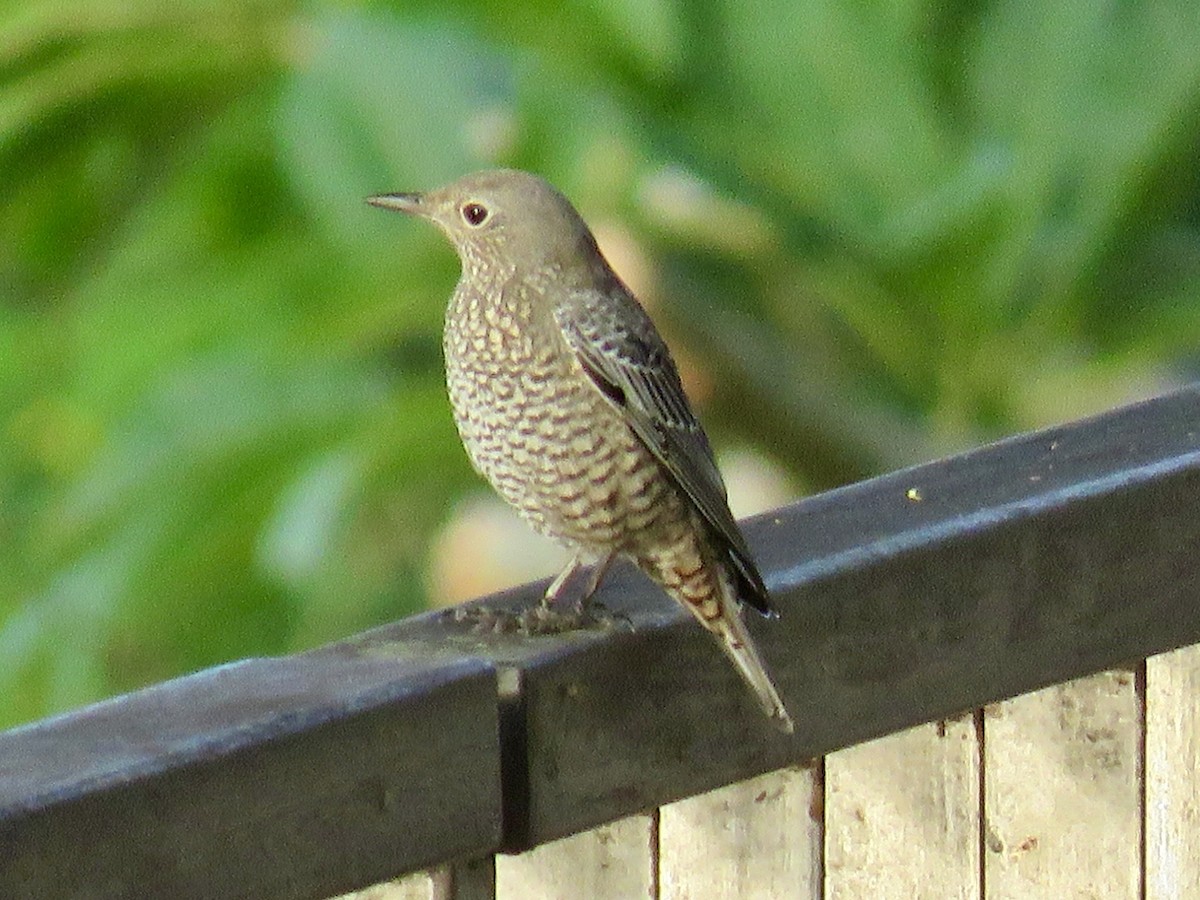 Blue Rock-Thrush - ML644135405