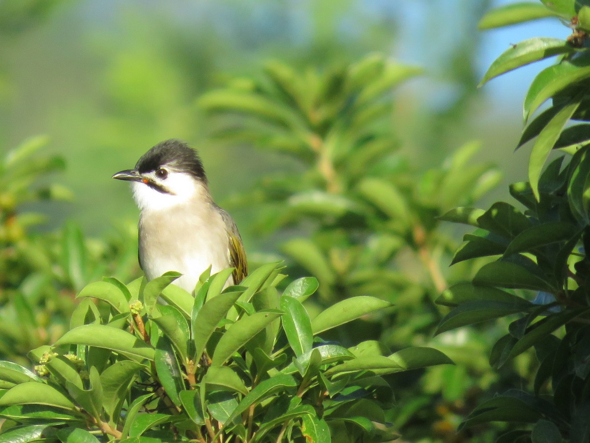 Styan's Bulbul - ML644135409