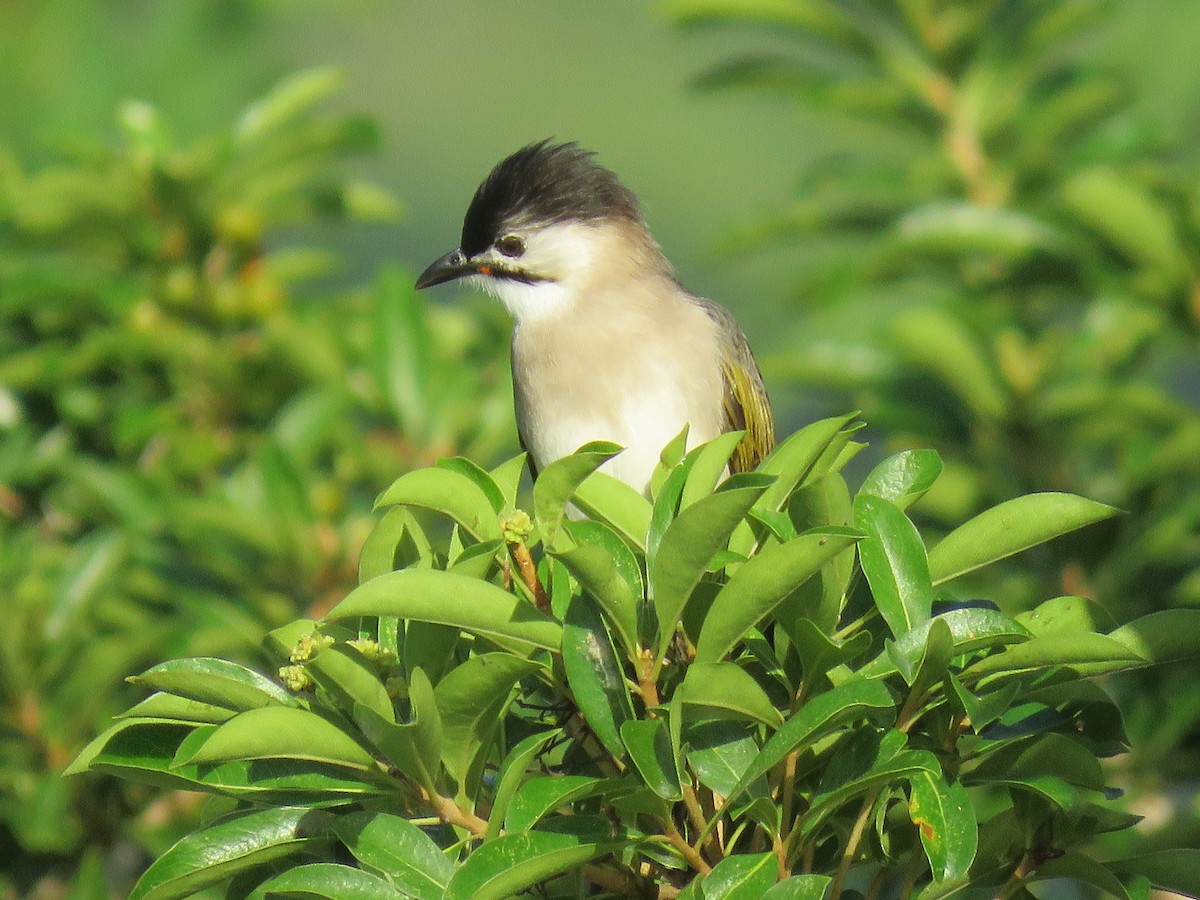 Styan's Bulbul - ML644135410