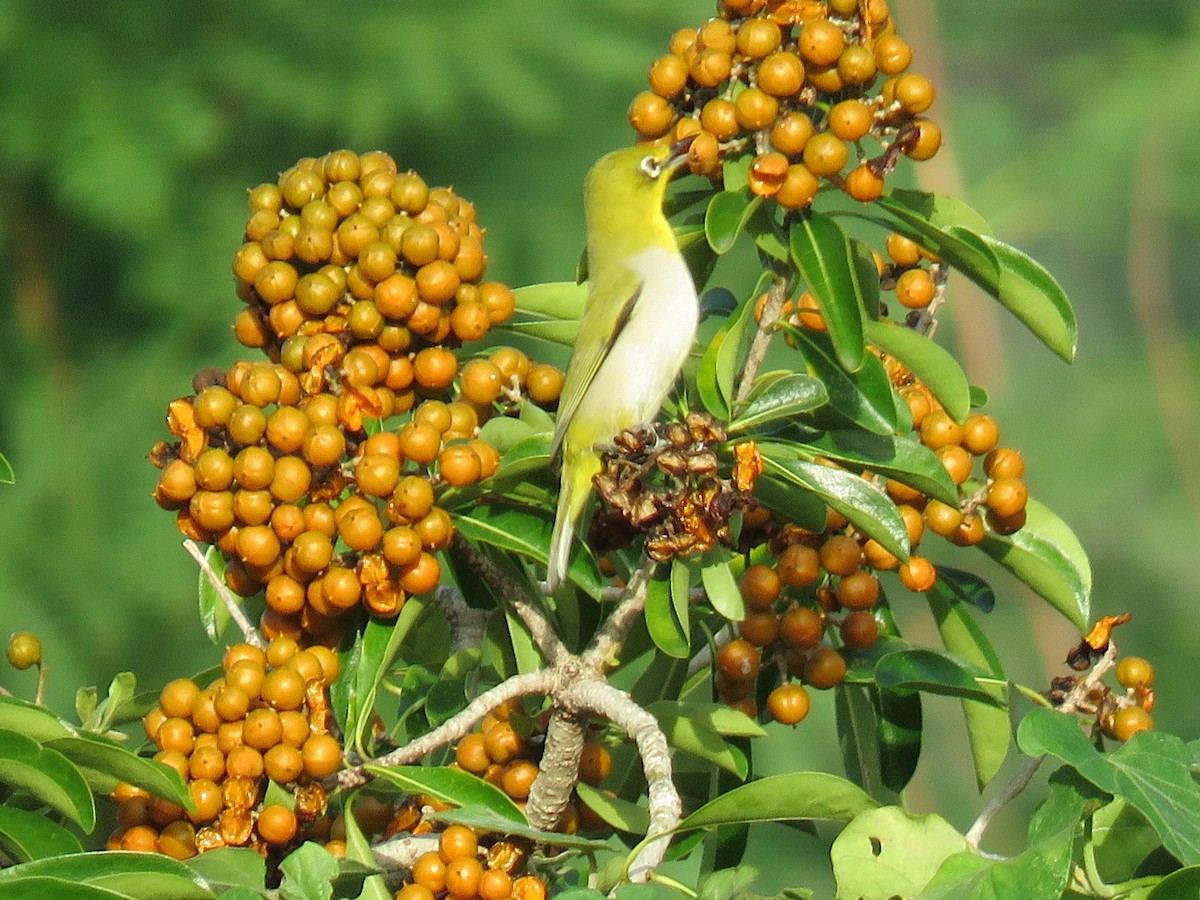 Swinhoe's White-eye - ML644135416