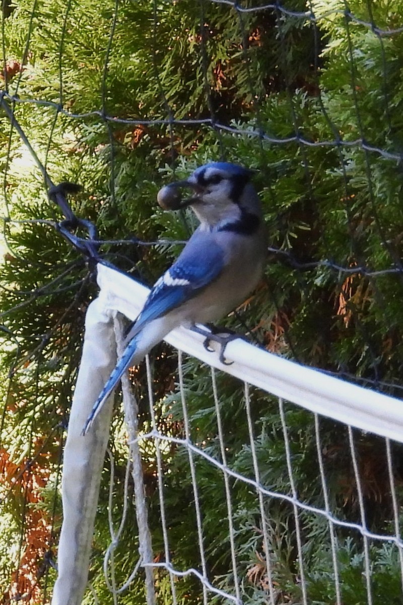 Blue Jay - ML644135420
