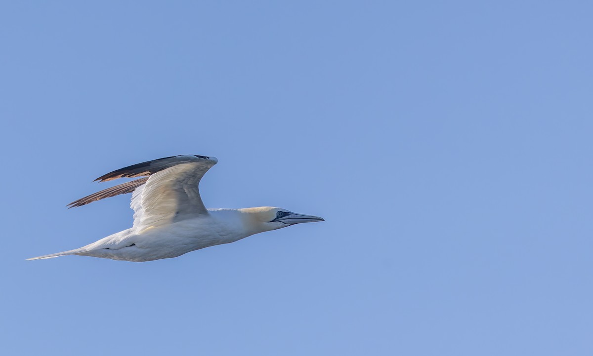 Northern Gannet - ML644135426