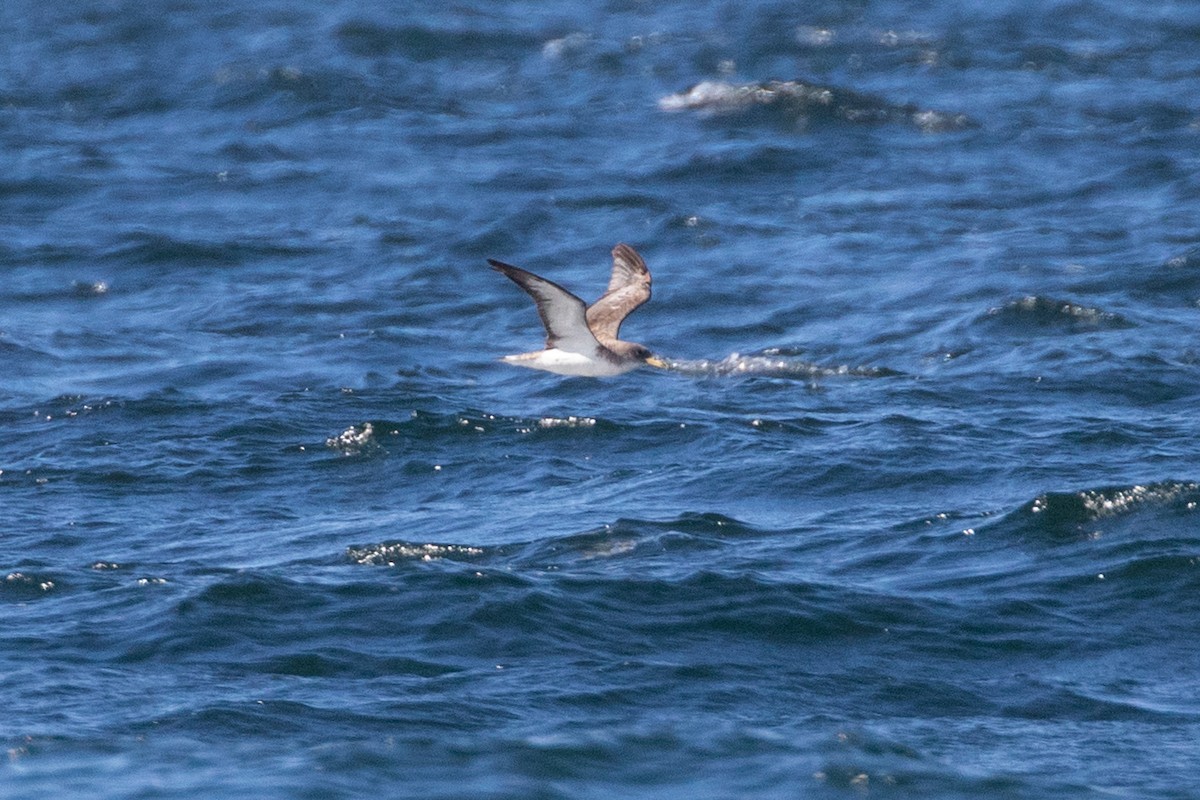Cory's Shearwater - ML644135442
