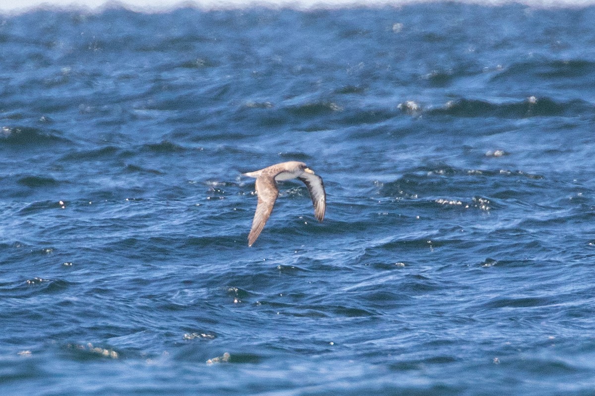 Cory's Shearwater - ML644135443