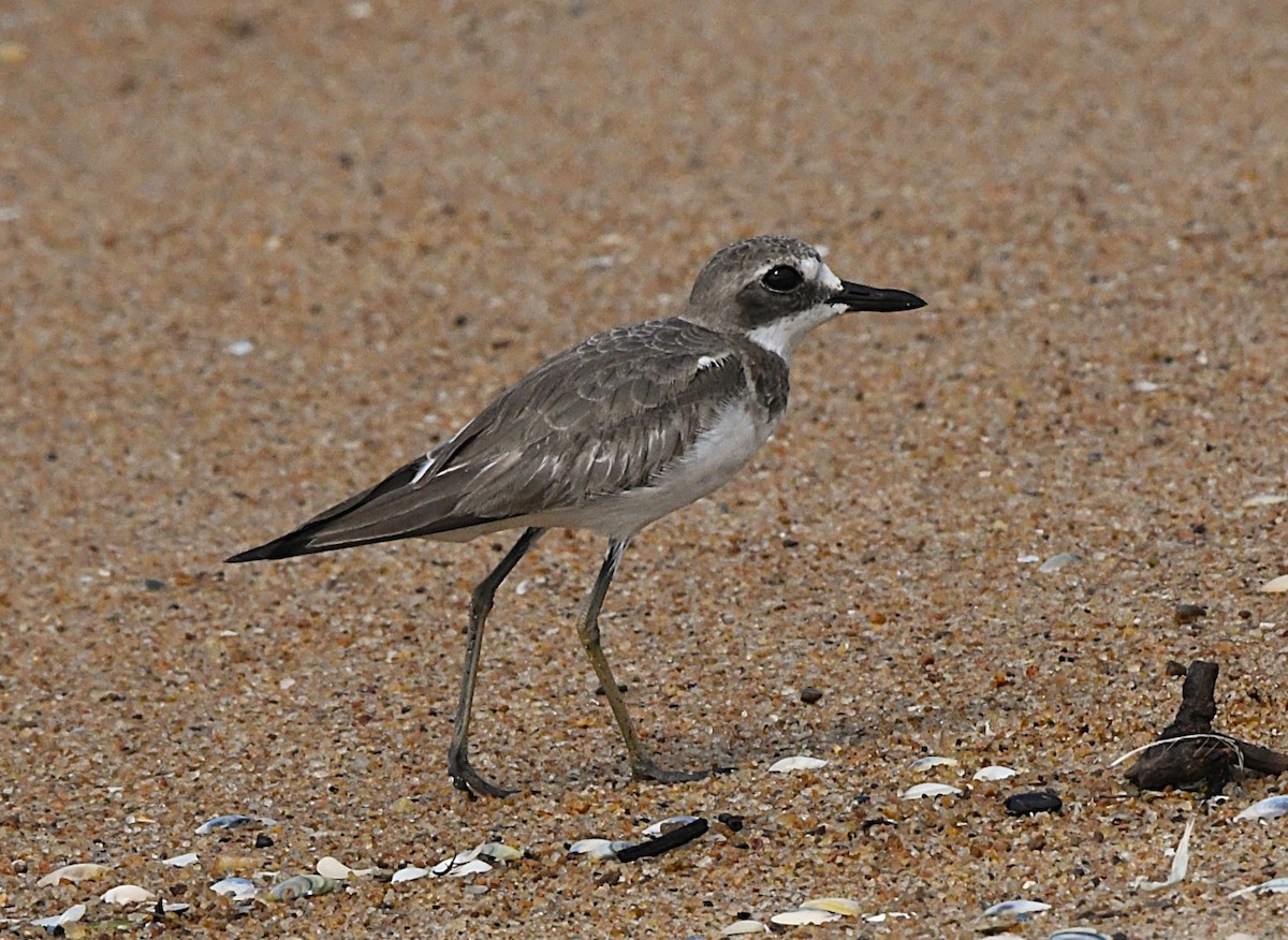 Greater Sand-Plover - ML644135481