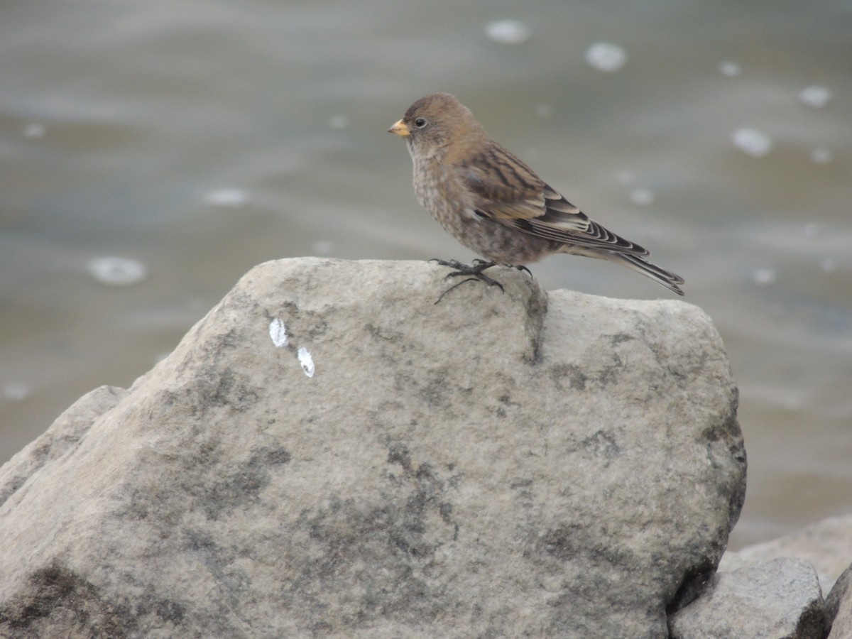 koksfjellfink - ML644135488