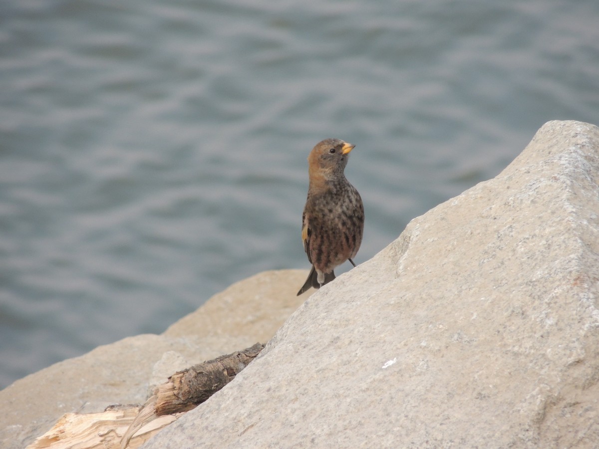 koksfjellfink - ML644135496