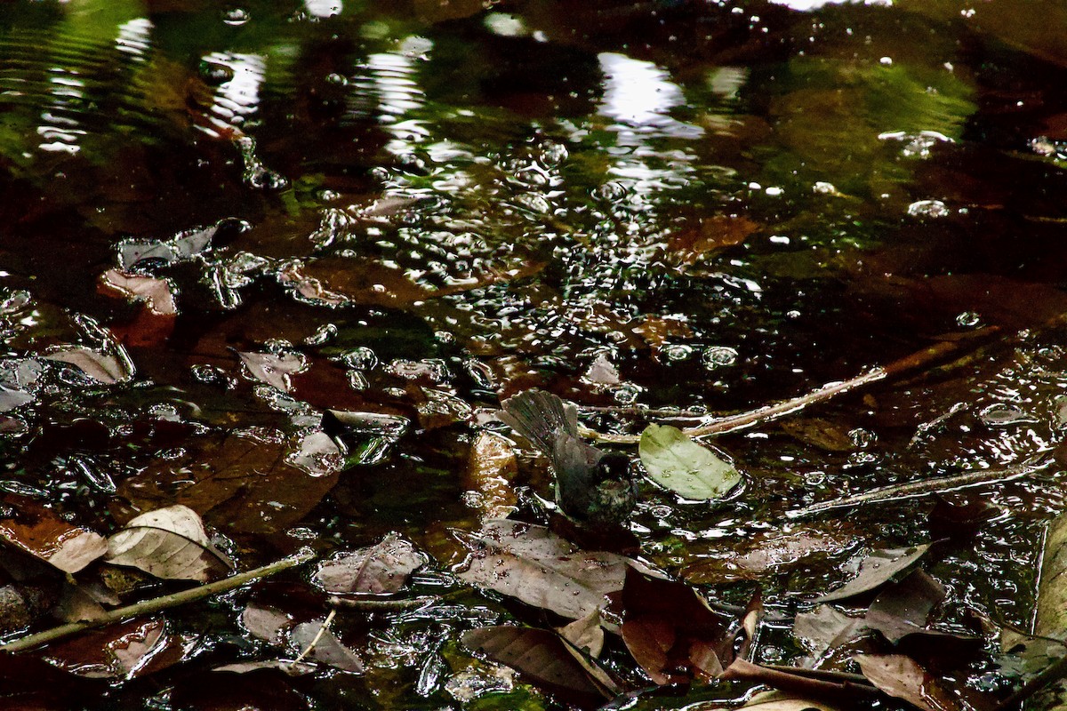 White-browed Forest-Flycatcher - ML644135502