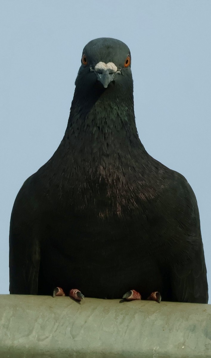 Rock Pigeon (Feral Pigeon) - ML644135530