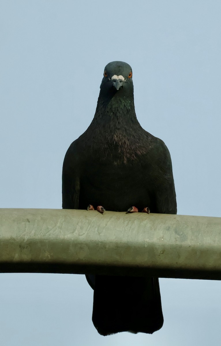 Rock Pigeon (Feral Pigeon) - ML644135531