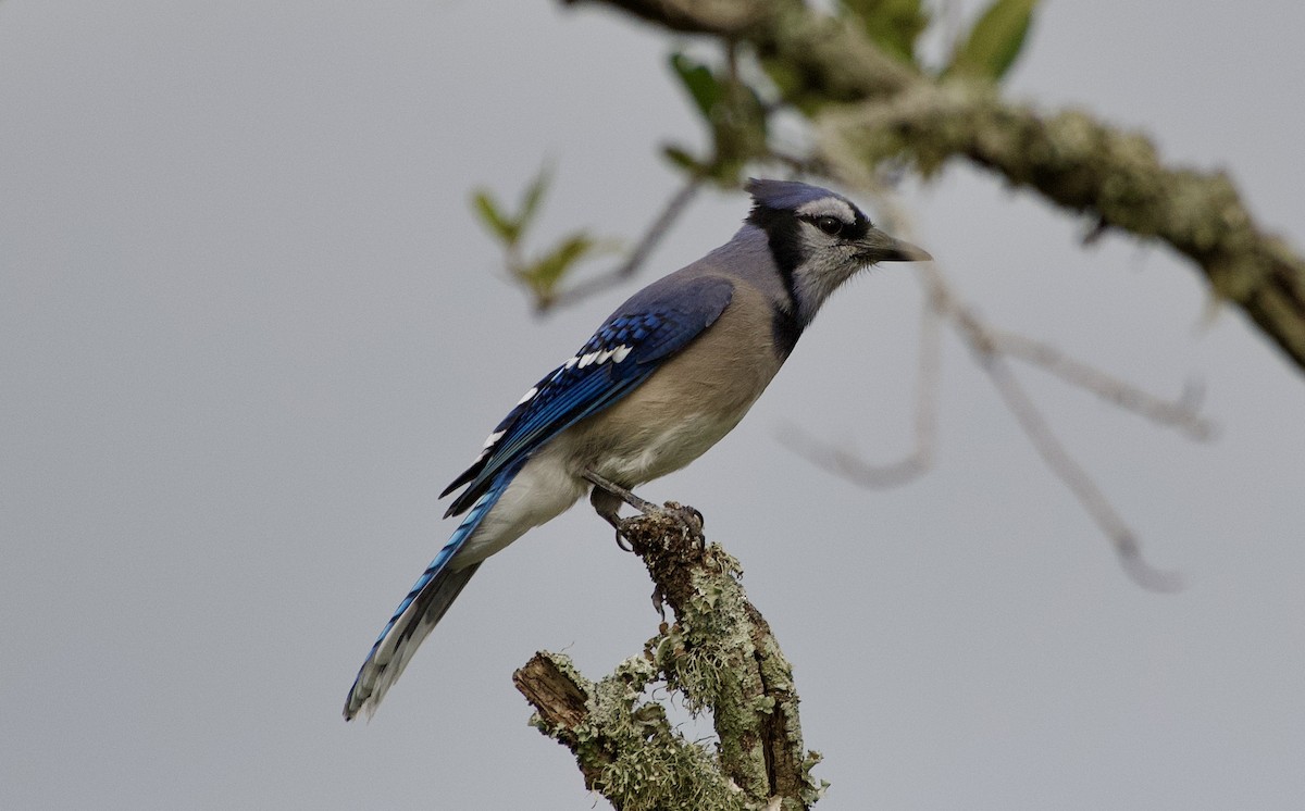 Blue Jay - ML644135540