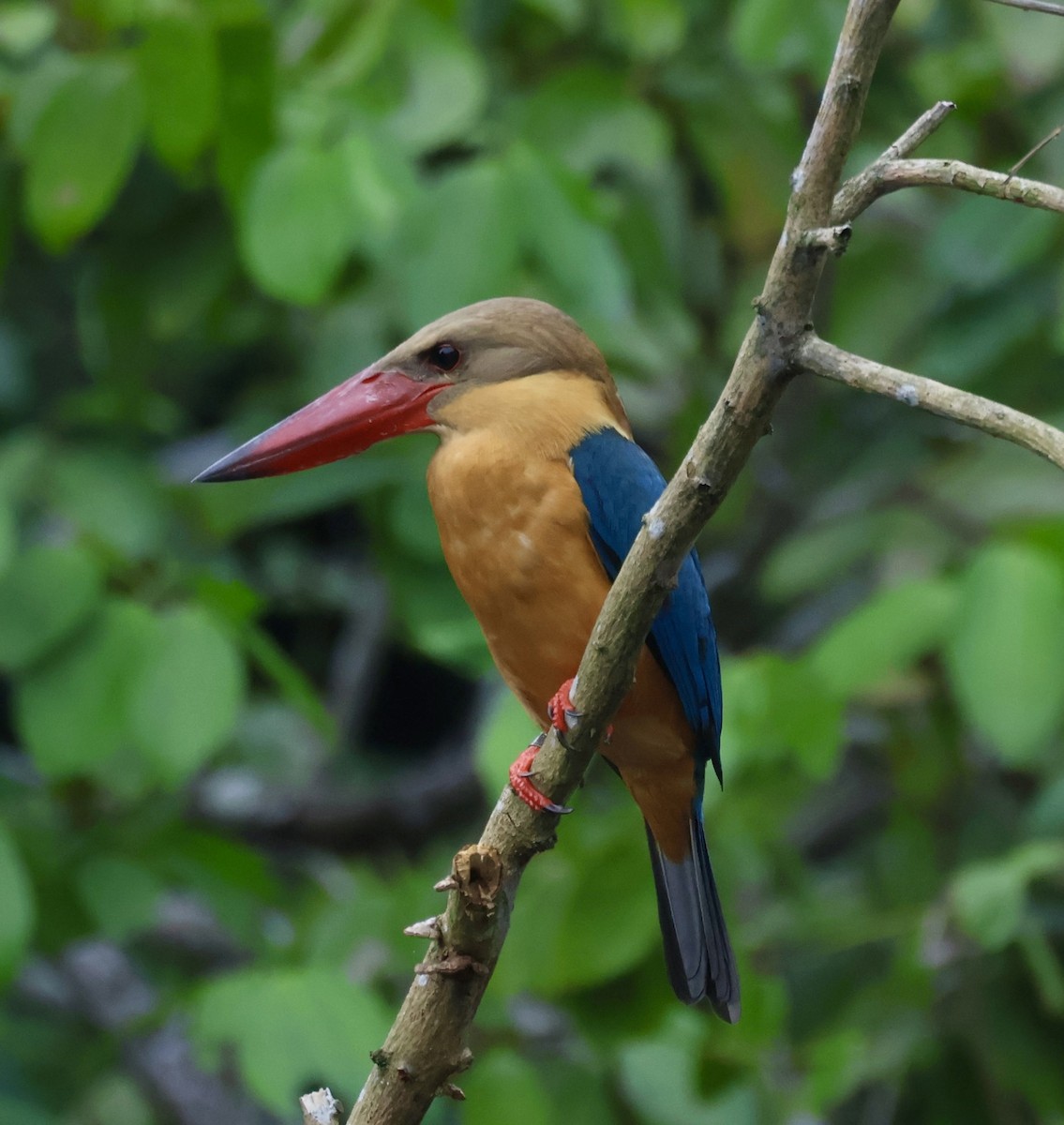Stork-billed Kingfisher - ML644135549