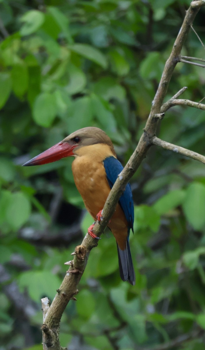 Stork-billed Kingfisher - ML644135550