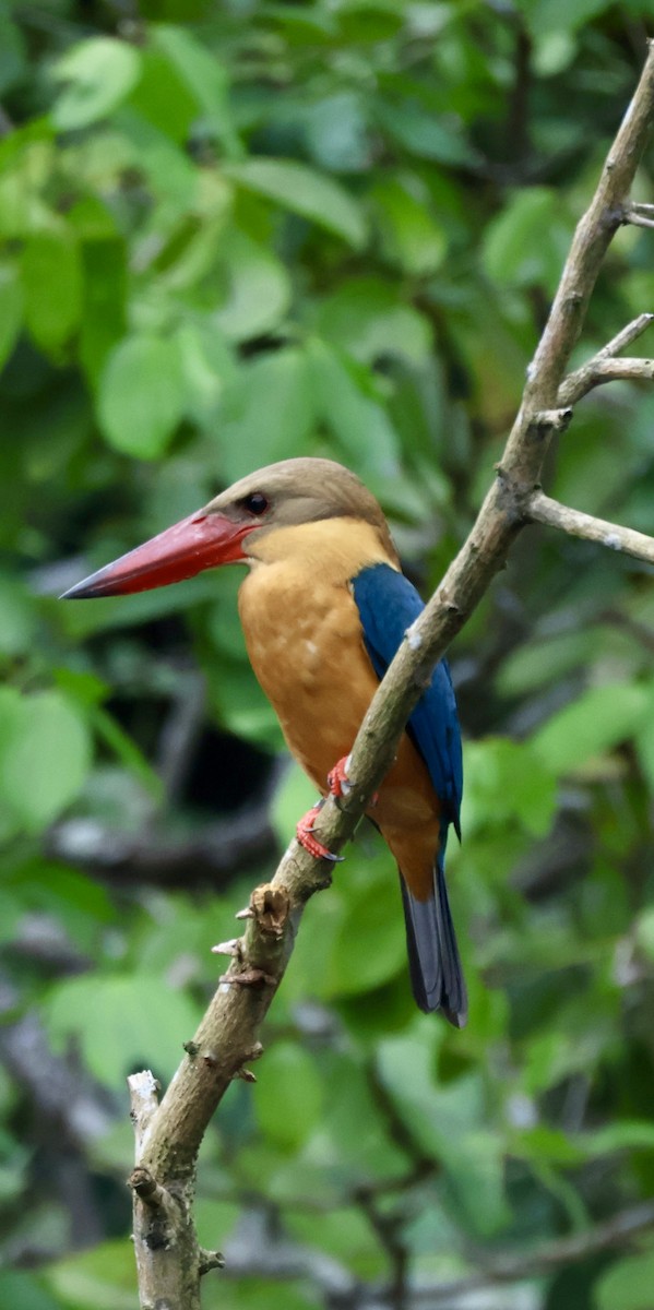 Stork-billed Kingfisher - ML644135551