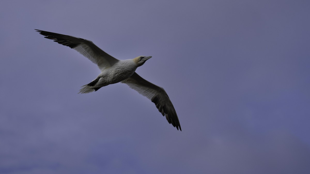 havsule - ML644135648