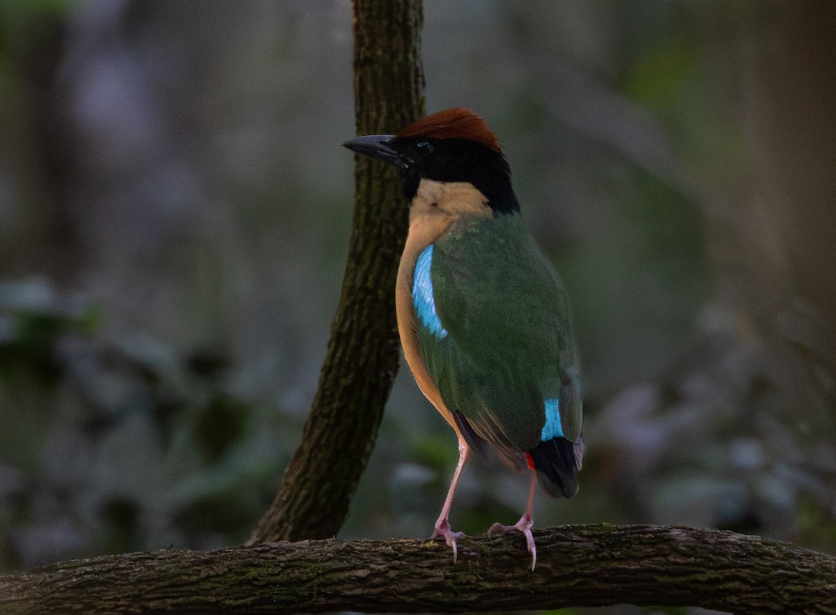Noisy Pitta - ML644135658