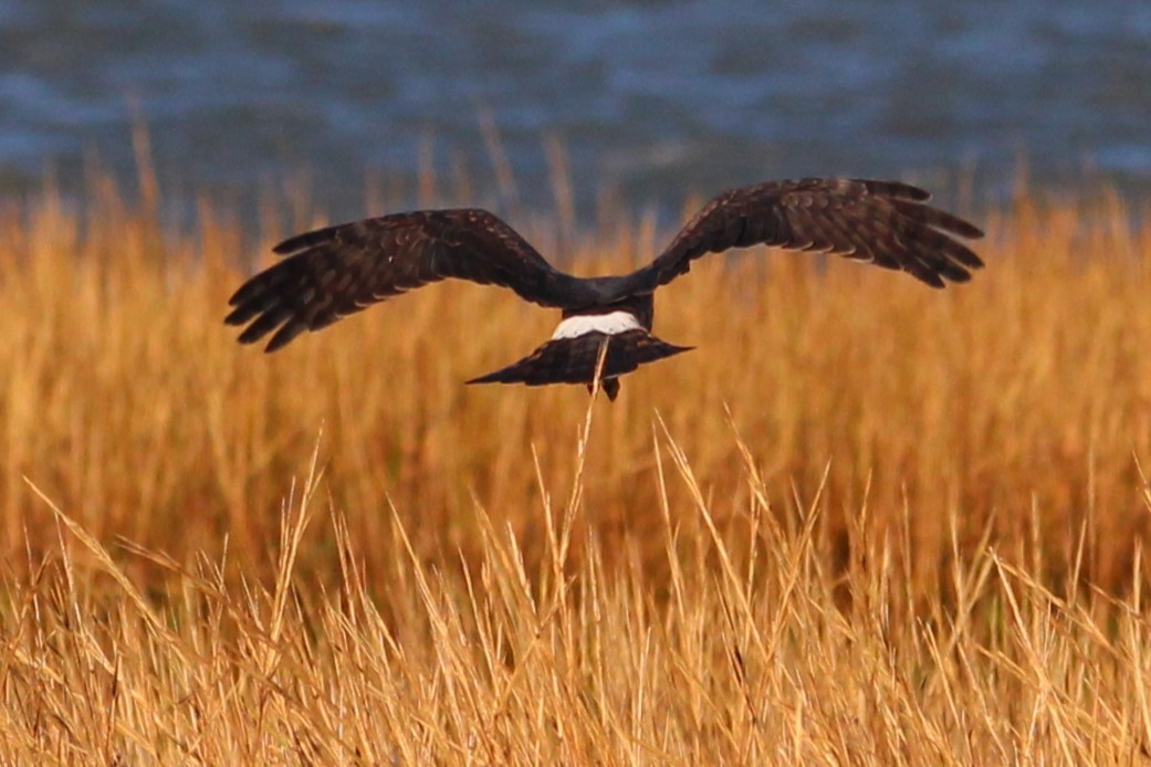 Northern Harrier - ML644135673