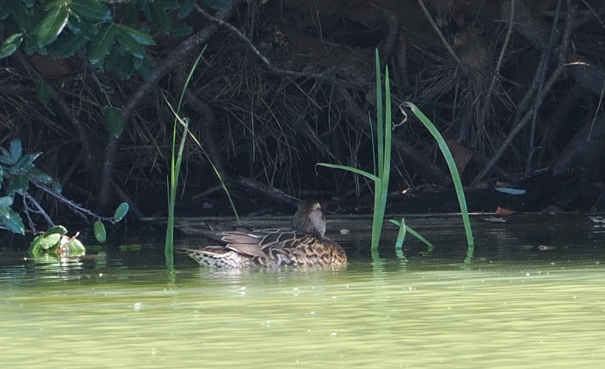 Baikal Teal - ML644135687