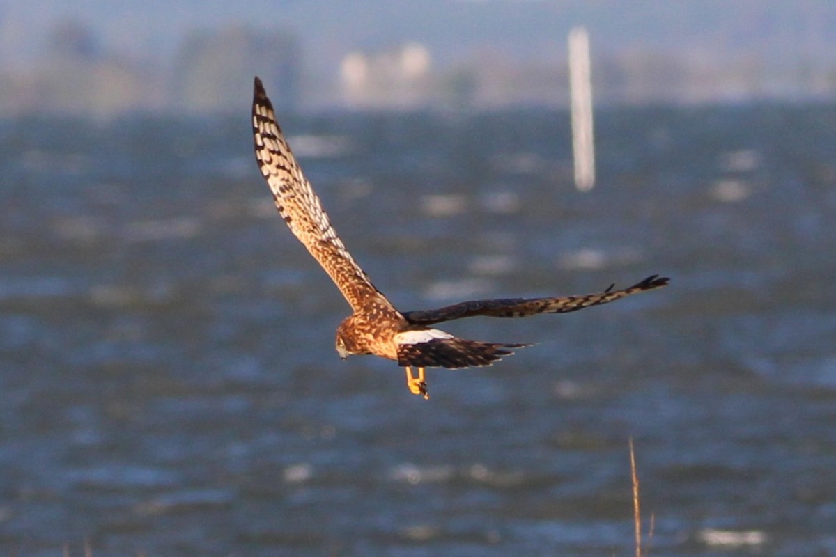 Northern Harrier - ML644135688