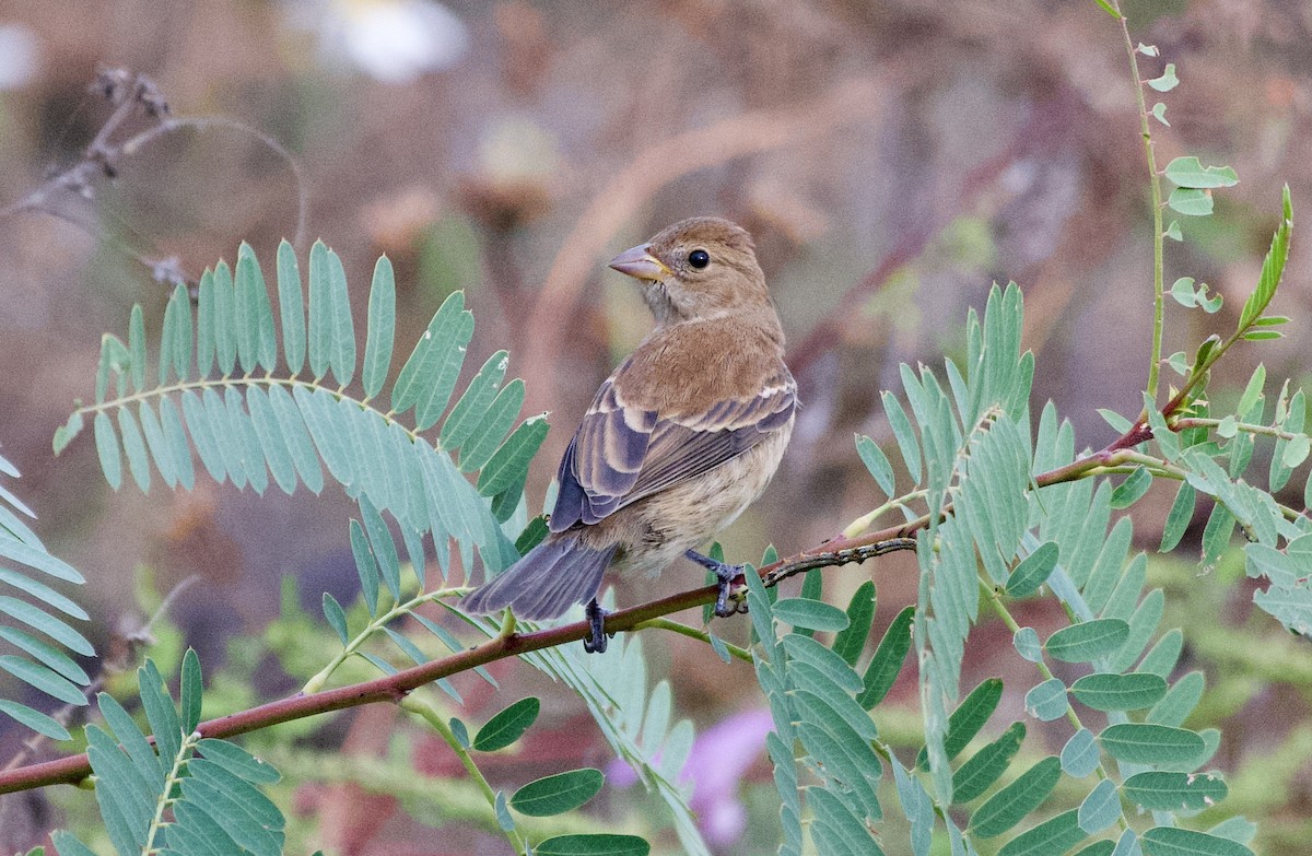 Indigo Bunting - ML644135691
