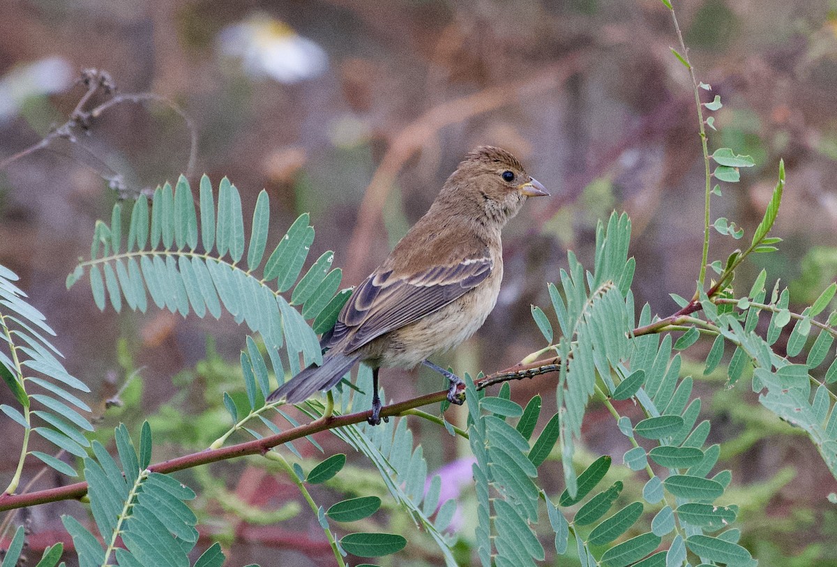 Indigo Bunting - ML644135698