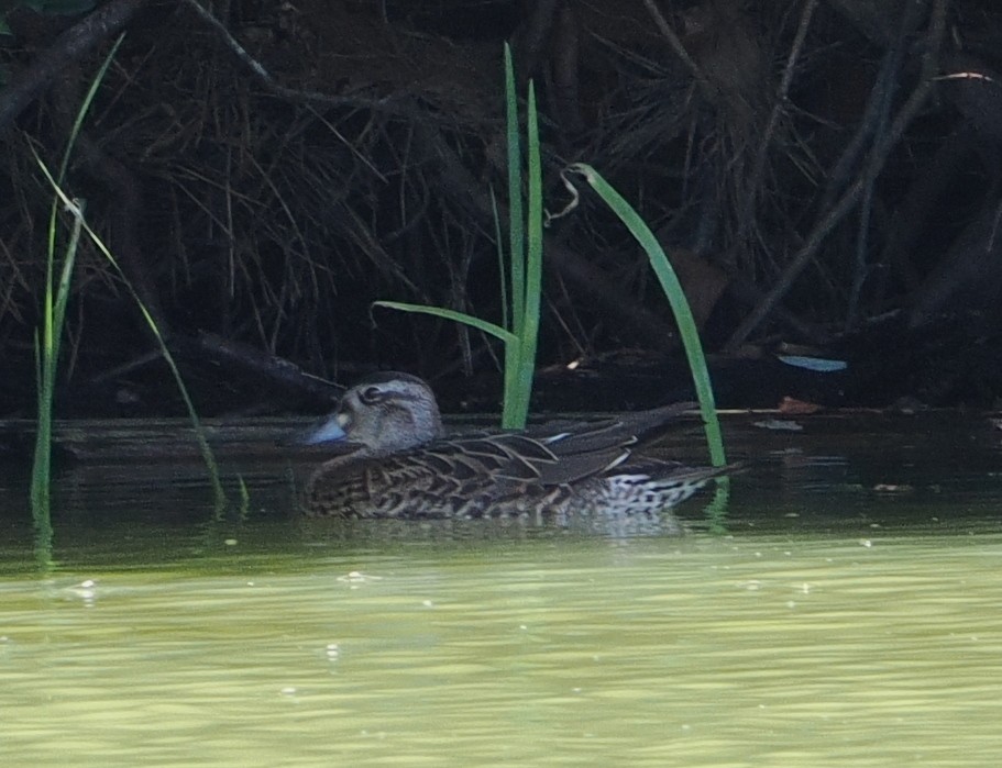 Baikal Teal - ML644135699