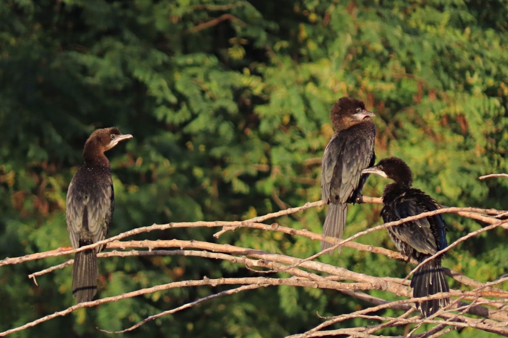 Cormorán Pigmeo - ML644135703