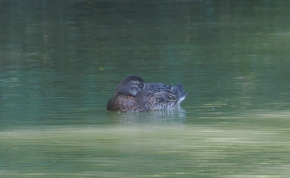 Baikal Teal - ML644135705