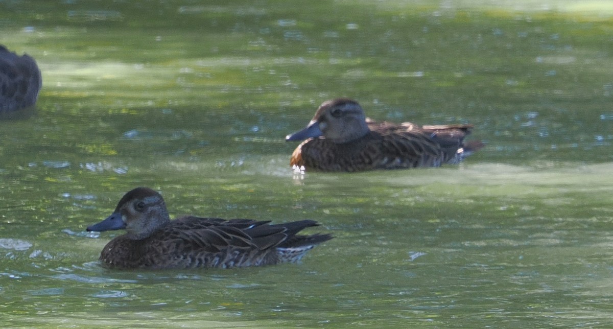 Baikal Teal - ML644135708