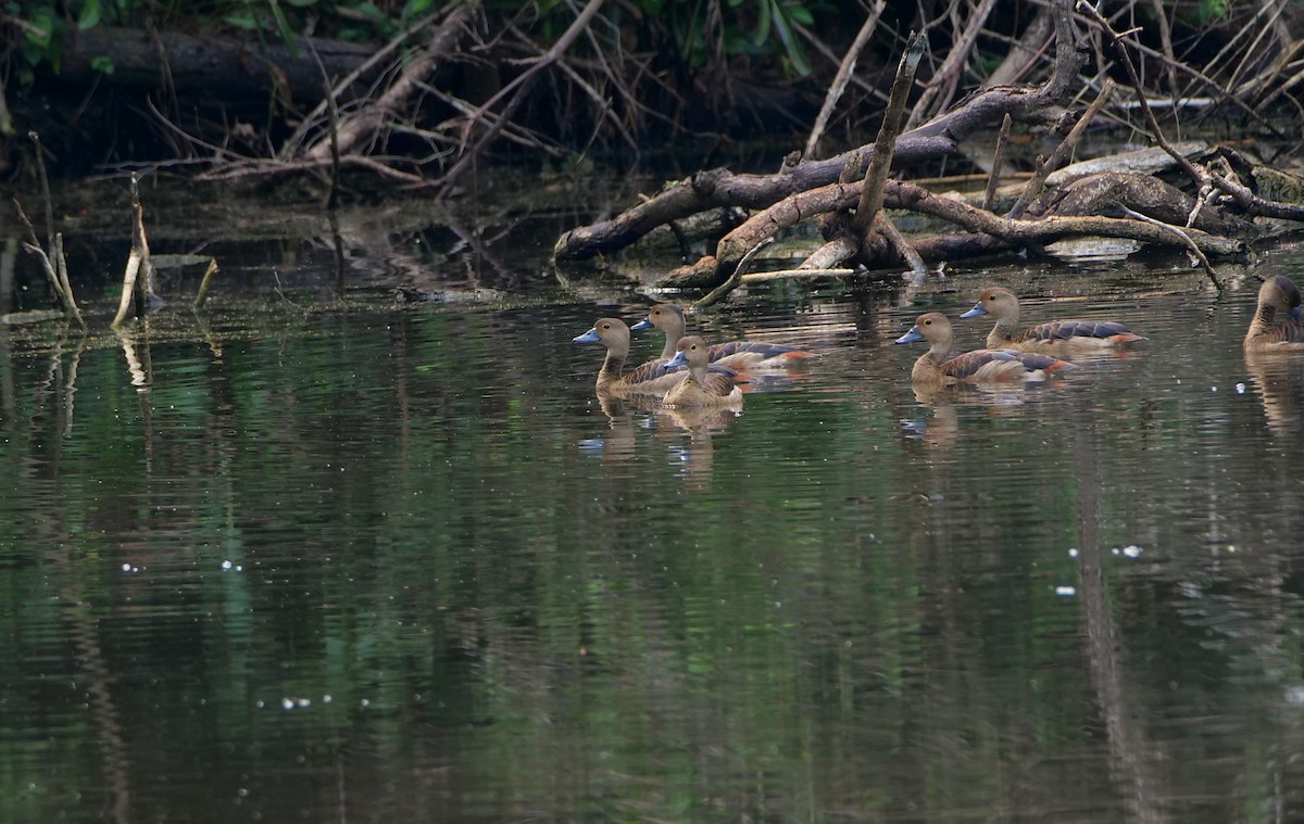 Dendrocygne siffleur - ML644135710