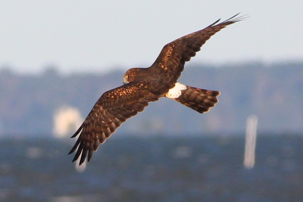 Northern Harrier - ML644135727