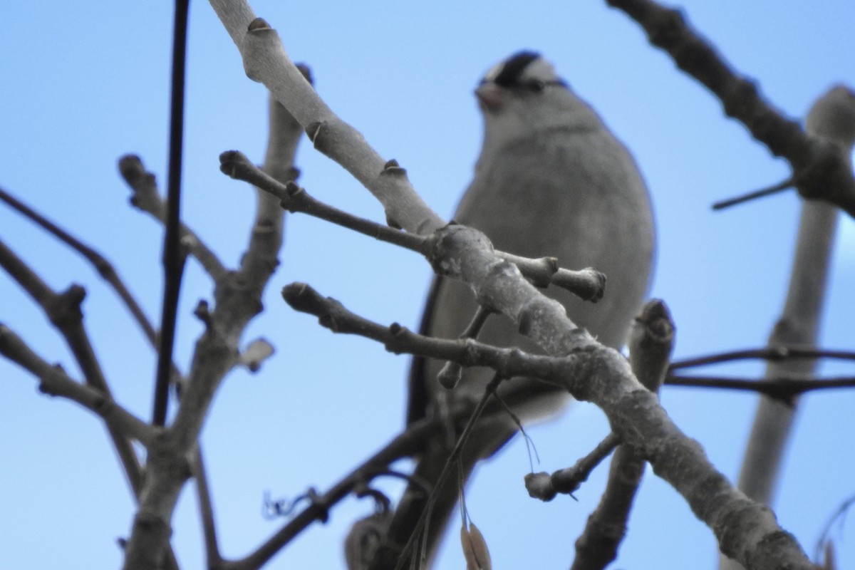 White-crowned Sparrow - ML644135731