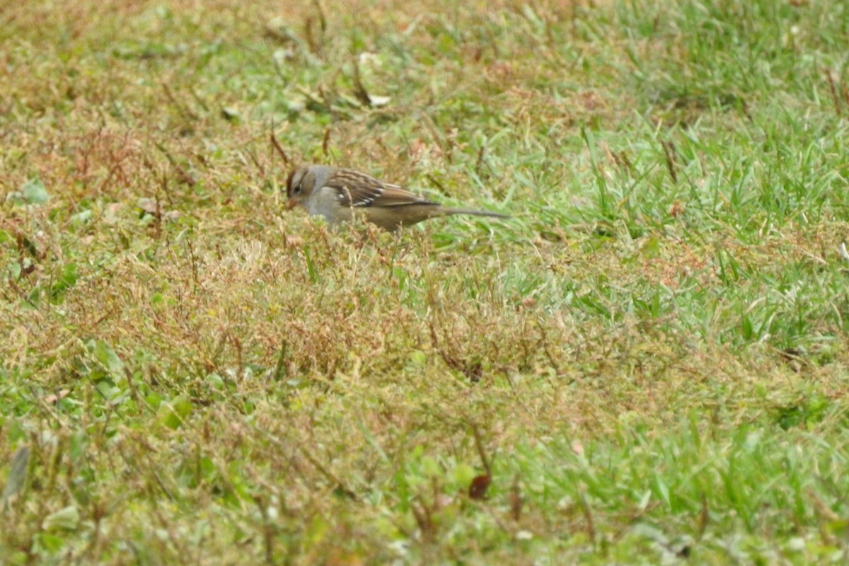 White-crowned Sparrow - ML644135732