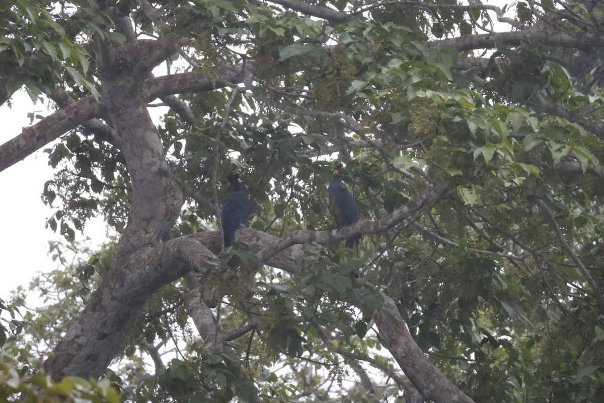 Great Blue Turaco - ML644135739