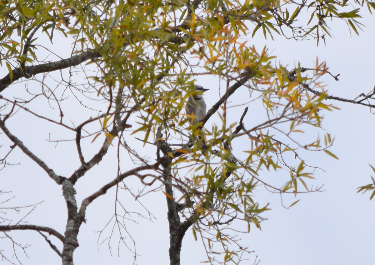 Blue Jay - ML644135741
