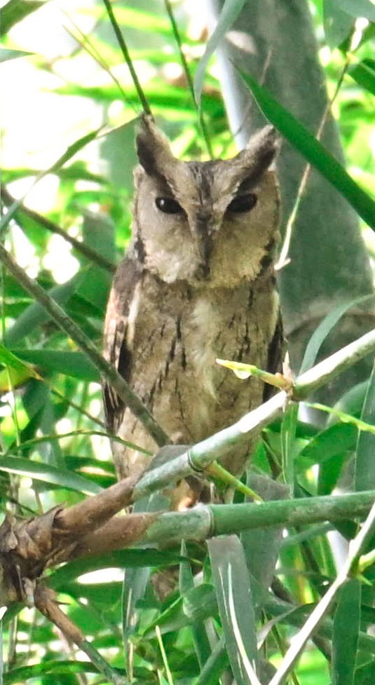 Indian Scops-Owl - ML644135743