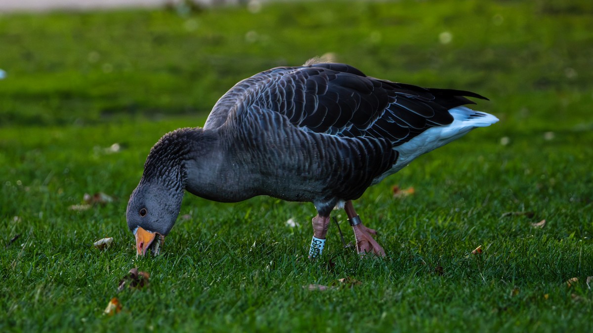 Graylag Goose - ML644135745