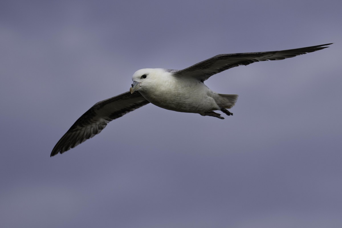 havhest - ML644135760