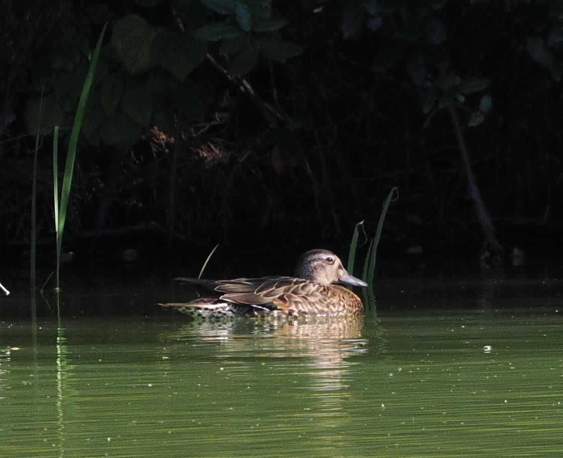 Baikal Teal - ML644135765