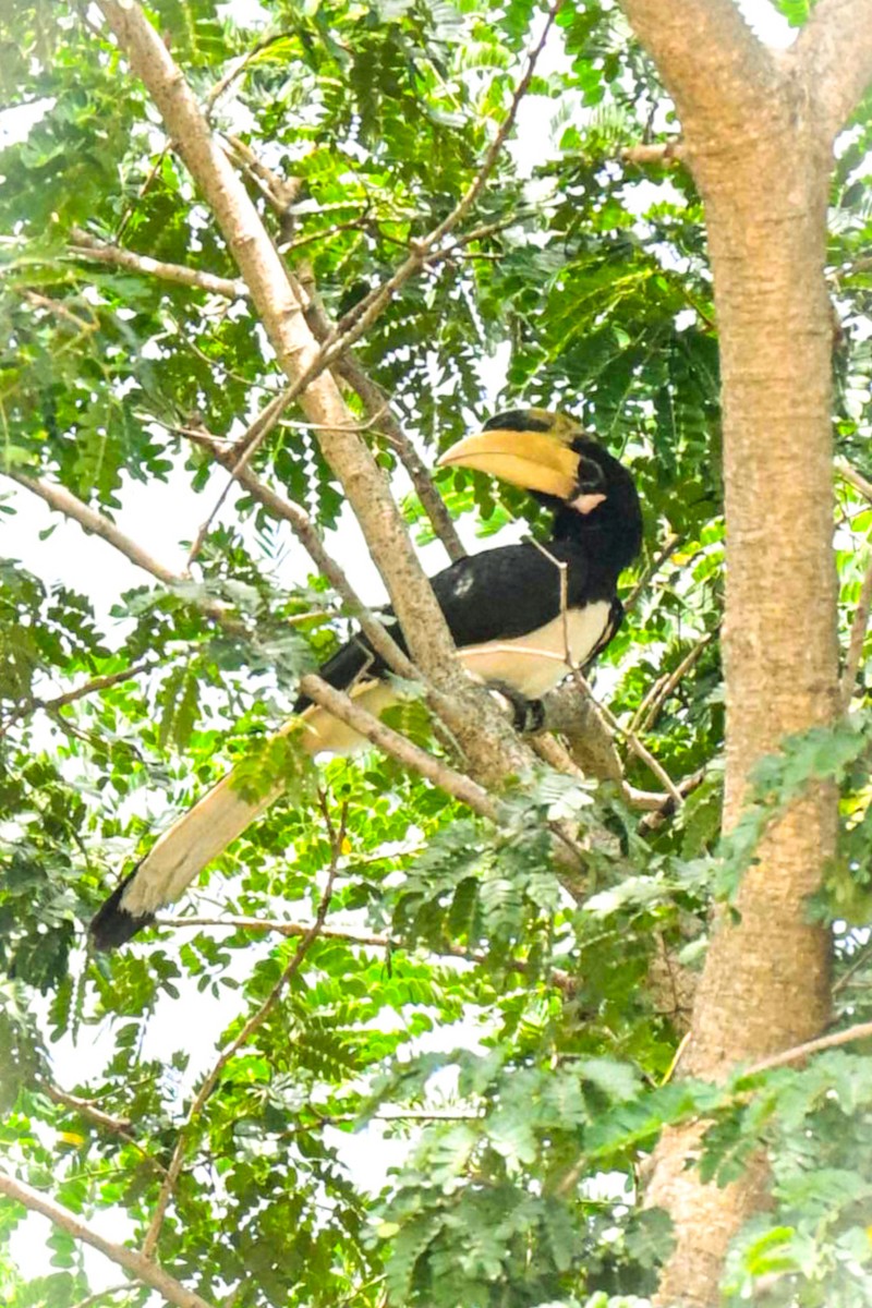 カササギサイチョウ - ML644135783