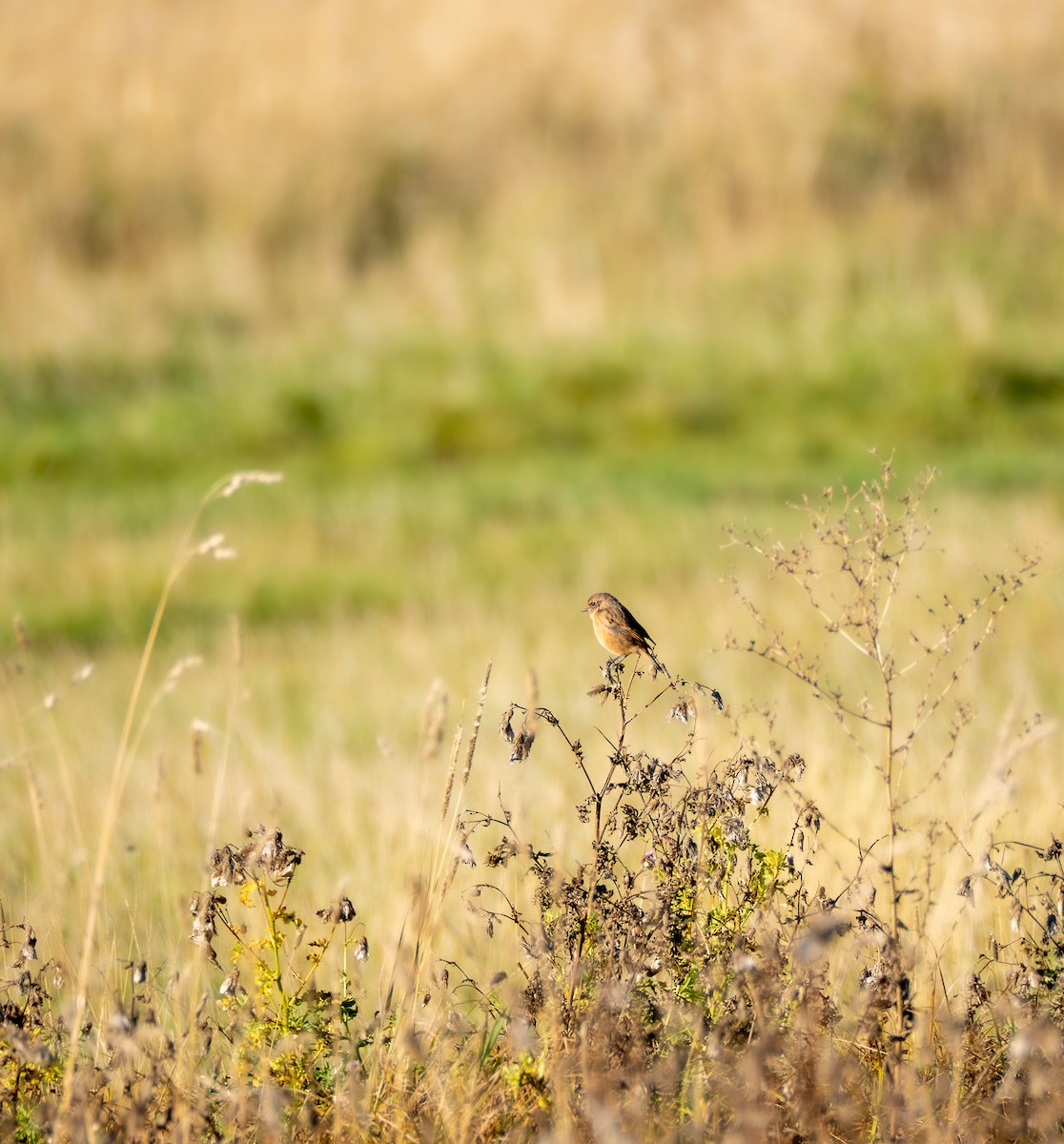 European Stonechat - ML644135784