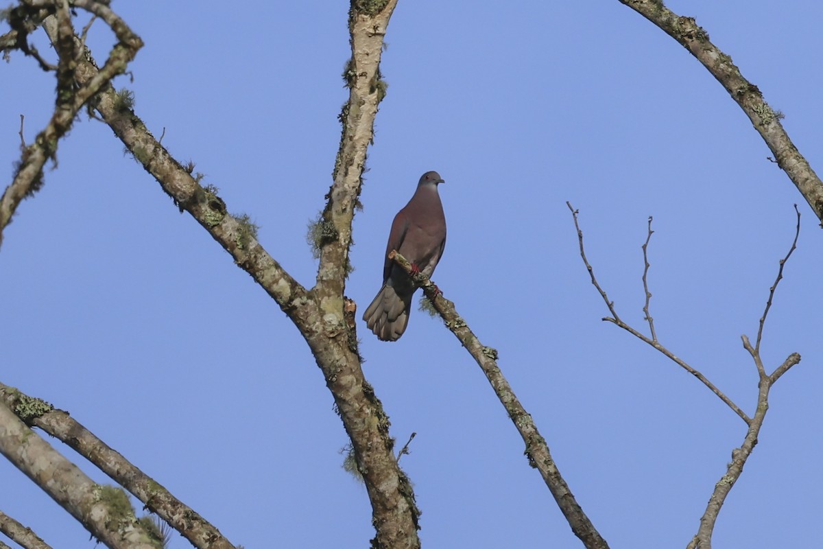 Pale-vented Pigeon - ML644135797