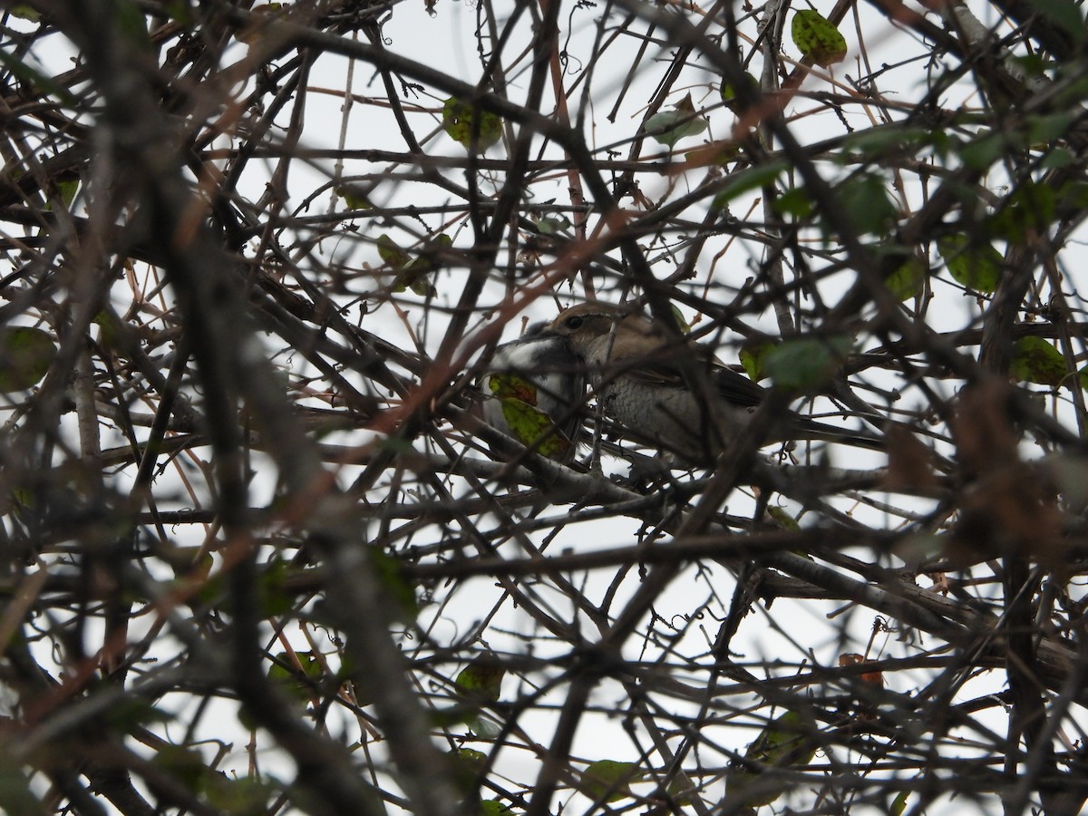 Northern Shrike - ML644135808