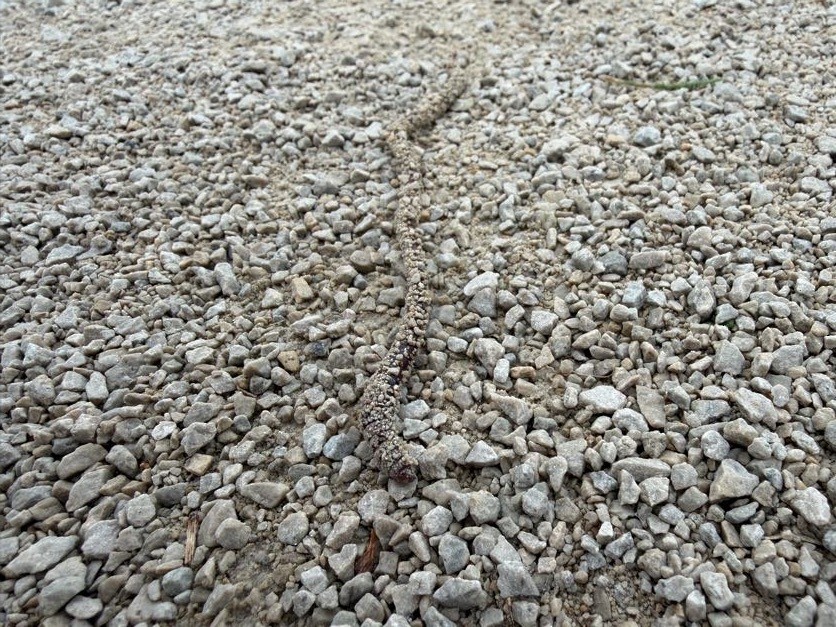 Common Earthworm - ML644135851