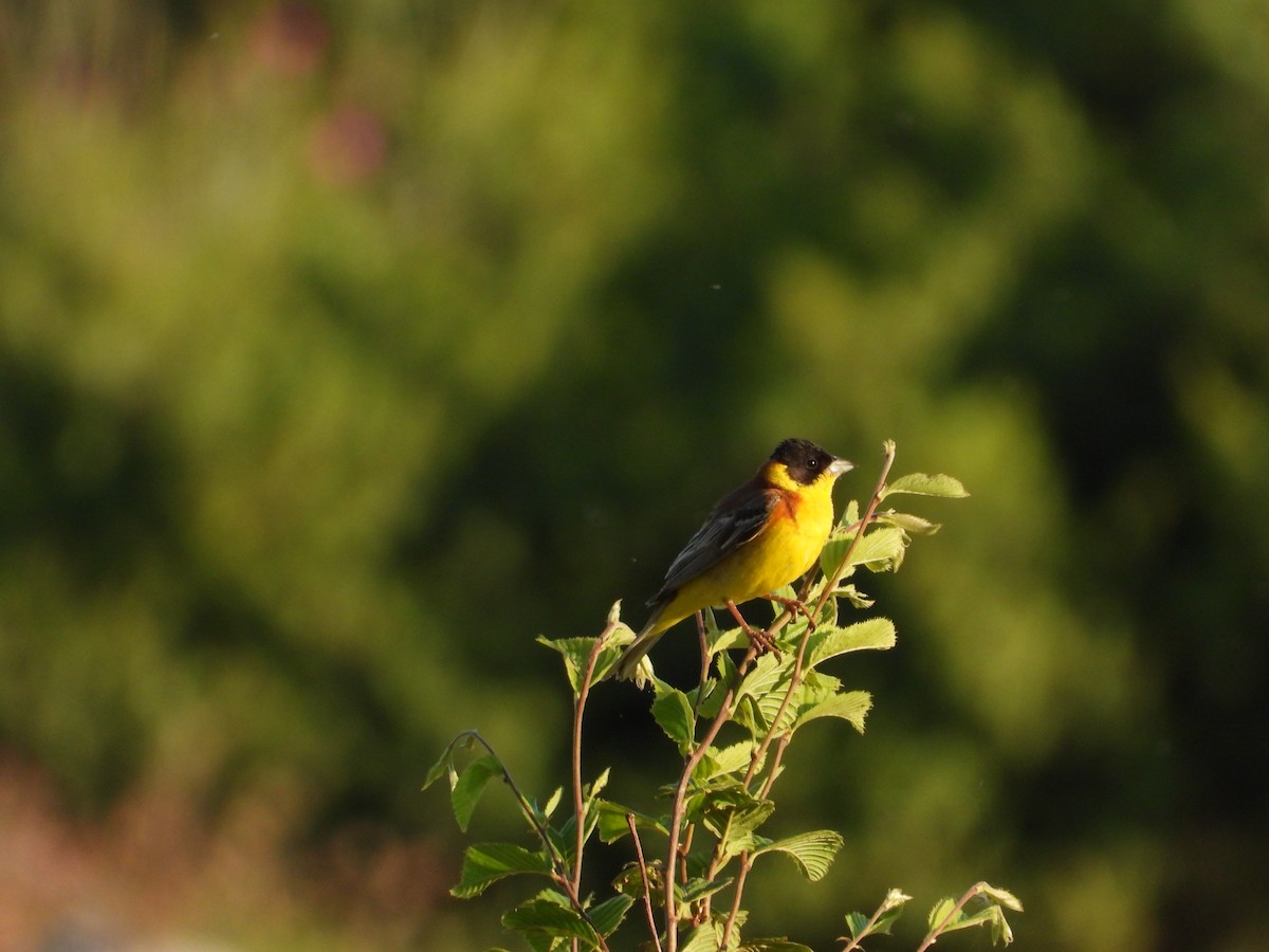 Bruant mélanocéphale - ML644135857