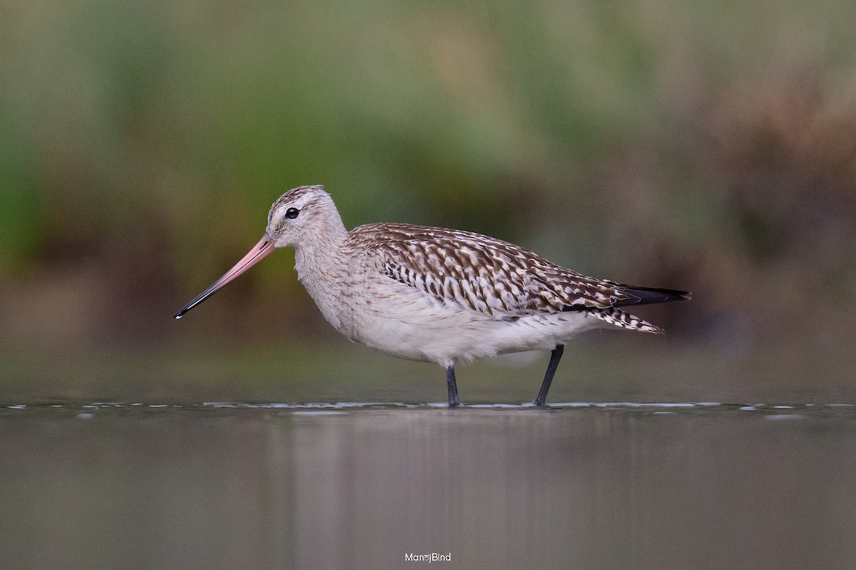 Bar-tailed Godwit - ML644135879