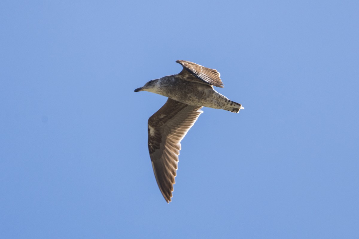 Kelp Gull - ML644135923